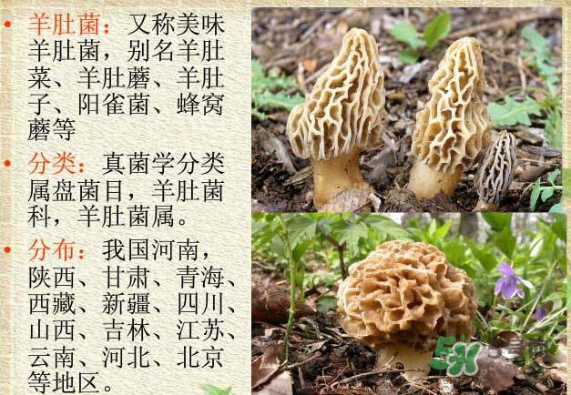 生了蟲的羊肚菌能吃嗎？羊肚菌長蟲子怎么辦？