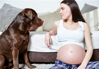 狗對孕婦的危害有哪些？狗對孕婦有影響嗎？