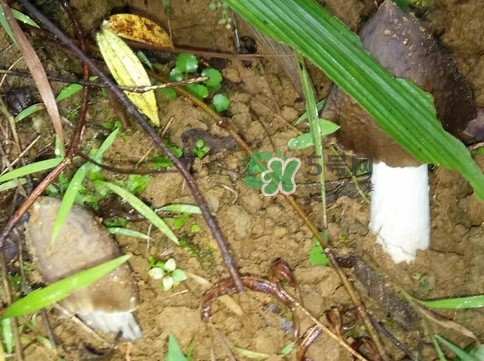 雞樅菌可以人工種植嗎？怎么人工種植雞樅菌