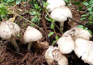 雞樅菌怎么保存？雞樅菌可以放冰箱嗎？