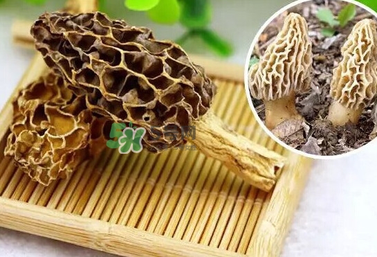 羊肚菌怎么清洗？羊肚菌怎么保存