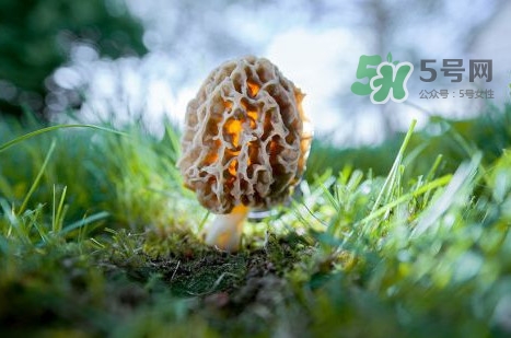 羊肚菌可以泡茶喝嗎？羊肚菌可以生吃嗎