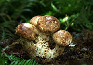 干松茸多少錢一斤？野生松茸多少錢一斤？