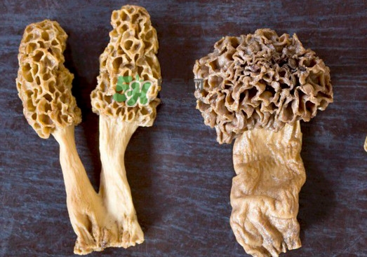 羊肚菌有假的嗎？野生羊肚菌有幾種？