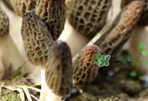 羊肚菌能泡酒嗎？羊肚菌可以炒著吃嗎？