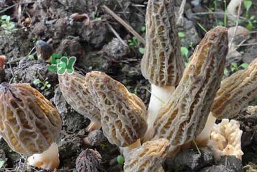 羊肚菌可以泡水喝嗎？羊肚菌可以燉鴿子嗎