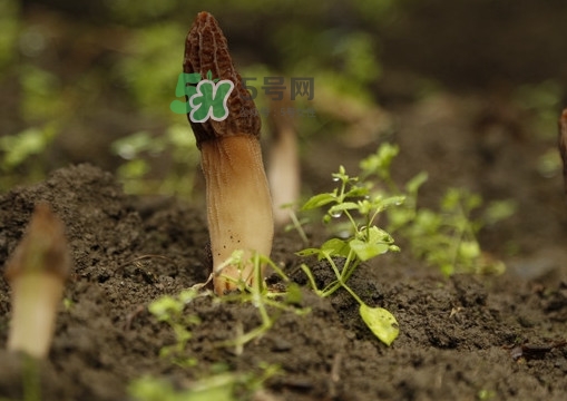 孕婦可以吃羊肚菌嗎？什么人不能吃羊肚菌