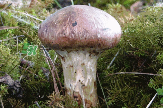 松茸是發(fā)物嗎？松茸是熱性還是涼性？