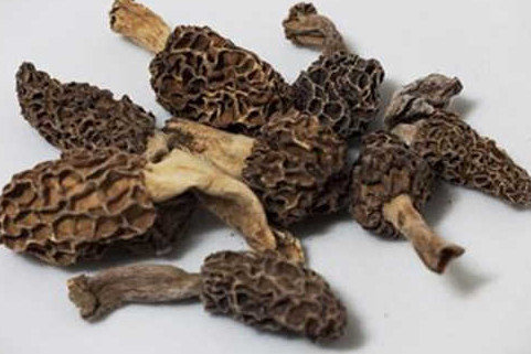 羊肚菌有毒嗎？羊肚菌可以人工種植嗎？