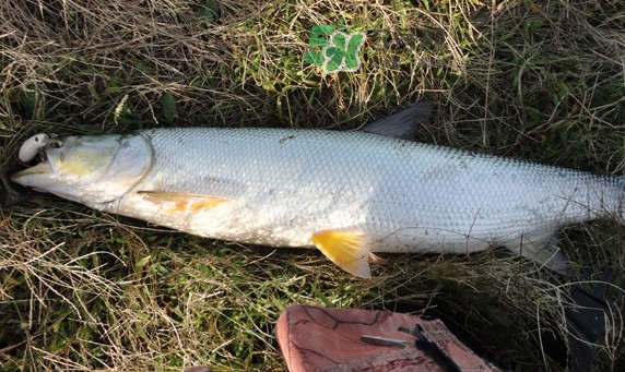 釣鳡魚用什么路亞竿好？路亞鳡魚用什么餌好