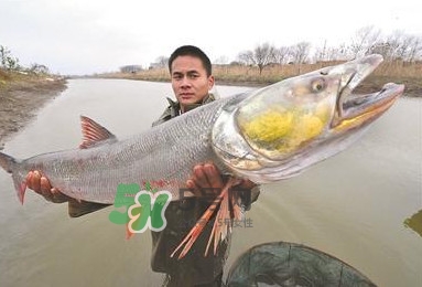 鳡魚多少錢一斤？野生鳡魚多少錢一斤