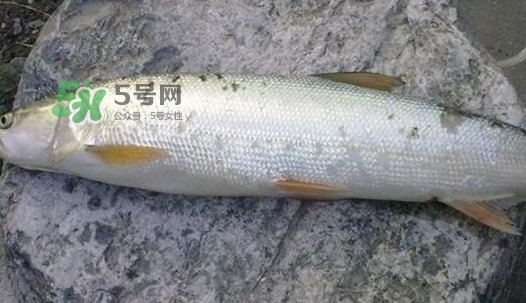鳡魚好吃嗎？鳡魚刺多嗎