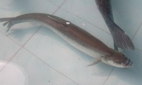 鳡魚吃什么？翹嘴魚和鳡魚有什么區(qū)別