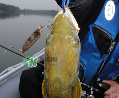 鳡魚是什么魚？鳡魚是淡水魚嗎