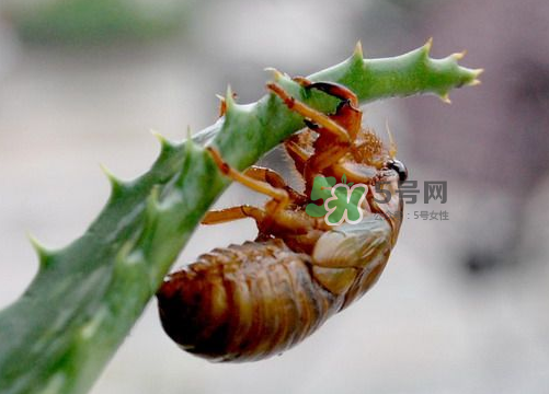 金蟬怎么保存一夜不死？怎樣保存一夜金蟬不死？