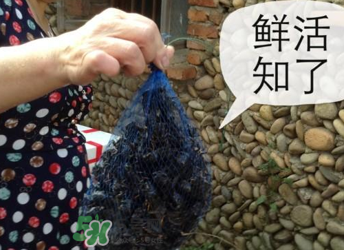 金蟬怎么保存一夜不死？怎樣保存一夜金蟬不死？
