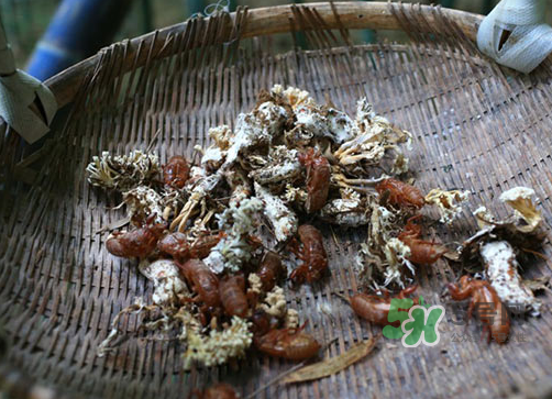金蟬花可以放在冰箱嗎？新鮮金蟬花怎么保存？