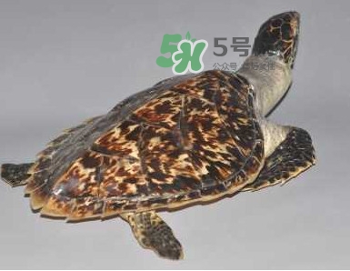 玳瑁龜好養(yǎng)嗎？養(yǎng)玳瑁龜違法嗎