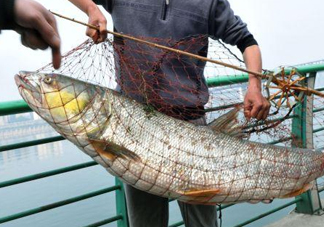 一般鳡魚能長到多大？鳡魚與假鳡魚怎么區(qū)分