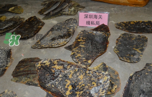 玳瑁標(biāo)本有收藏價(jià)值嗎？玳瑁的功效與作用