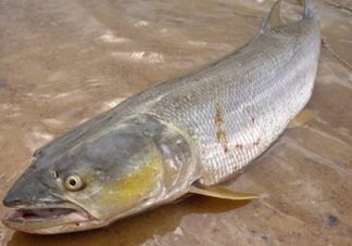 鳡魚怎么釣？鳡魚在魚缸里怎么養(yǎng)