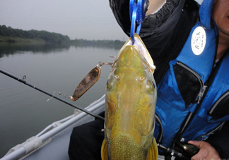 鳡魚好吃嗎？鳡魚刺多嗎