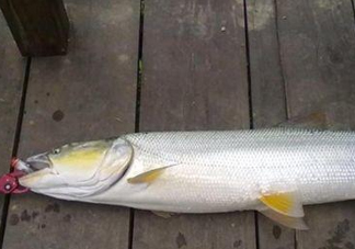 釣鳡魚用什么路亞竿好？路亞鳡魚用什么餌好