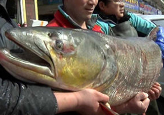 鳡魚是什么魚？鳡魚是淡水魚嗎
