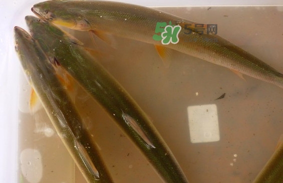 鳡魚怎么做好吃？鳡魚有天敵嗎