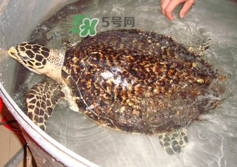 玳瑁龜好養(yǎng)嗎？養(yǎng)玳瑁龜違法嗎