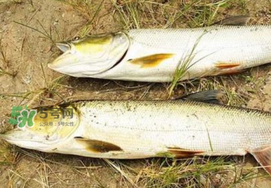 鳡魚怎么釣？鳡魚在魚缸里怎么養(yǎng)