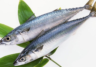 鳡魚(yú)吃什么？翹嘴魚(yú)和鳡魚(yú)有什么區(qū)別