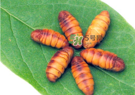 蠶蛹多少錢(qián)一斤？蠶蛹多少錢(qián)一斤2017？