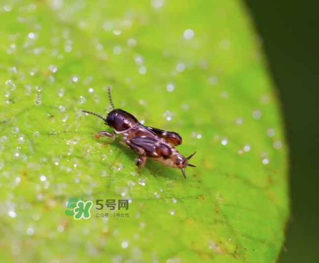 跳蚤會寄生在人身上嗎？跳蚤會在人身上存活嗎？
