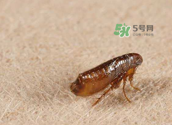 跳蚤會寄生在人身上嗎？跳蚤會在人身上存活嗎？