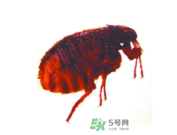 跳蚤會飛嗎？跳蚤會咬人嗎？