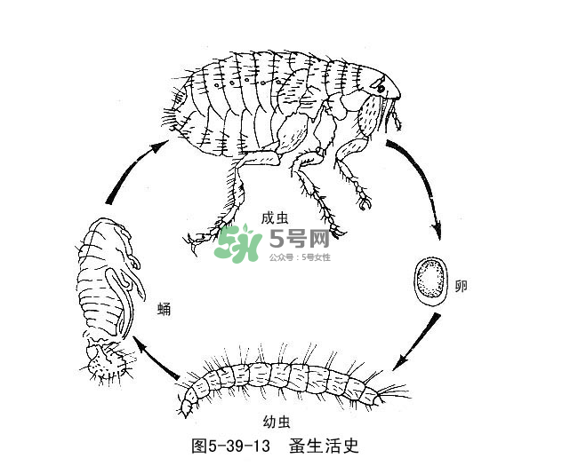 跳蚤會飛嗎？跳蚤會咬人嗎？