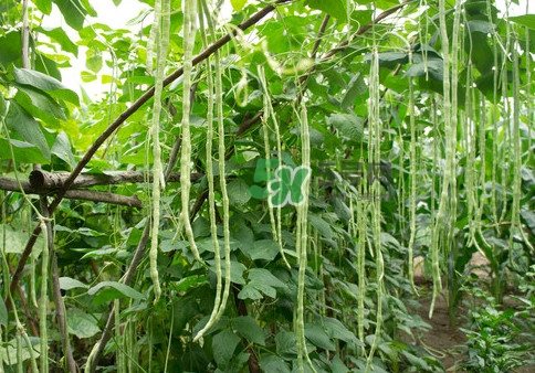 豇豆是什么樣的？豇豆是長豆角嗎？