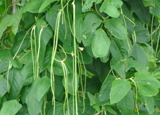缸豆幾月份種？缸豆什么時(shí)候播種？