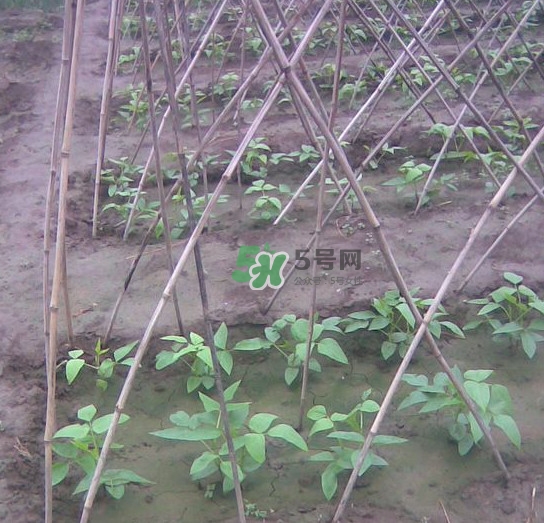 缸豆什么時(shí)候搭架？缸豆要怎樣搭架子