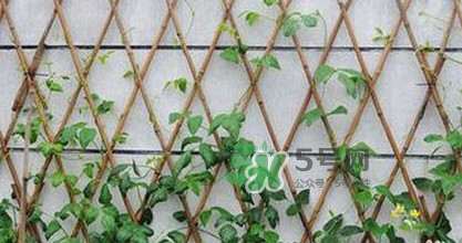 缸豆什么時(shí)候搭架？缸豆要怎樣搭架子