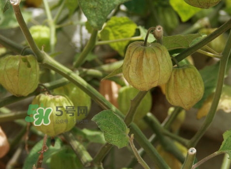 黃菇娘幾月種植？黃菇娘的種植注意事項