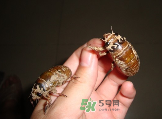 金蟬晚上幾點(diǎn)出來？金蟬為什么晚上出來？