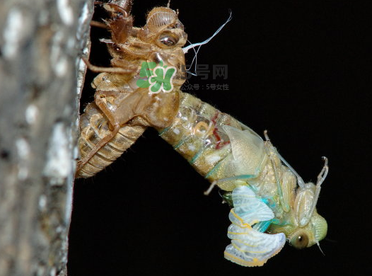 金蟬晚上幾點(diǎn)出來？金蟬為什么晚上出來？