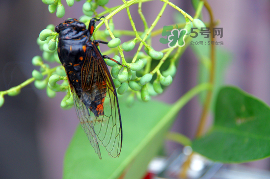 金蟬什么時候最多？金蟬什么時候沒有？