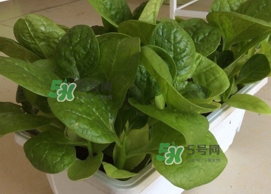 木耳菜怎么清洗？木耳菜怎么擇？