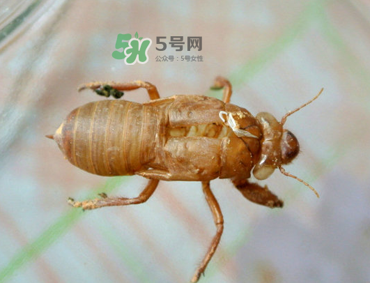 知了殼能能吃嗎？知了殼怎么吃？