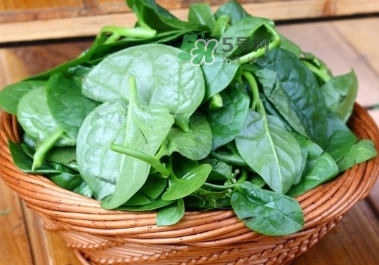 木耳菜是什么季節(jié)的菜？木耳和木耳菜有區(qū)別嗎