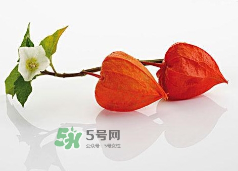 菇娘果皮有用還是果實(shí)有用？紅菇娘泡水喝用皮還是用果