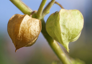 菇娘是寒性還是熱性？菇娘是哪里產(chǎn)的